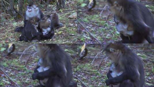 滇金丝猴妈妈抱着自己的幼崽高清在线视频素材下载