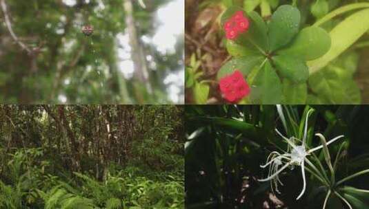 夏季热带雨林花草树木植物合集高清在线视频素材下载