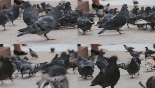 鸽子在广场觅食高清在线视频素材下载