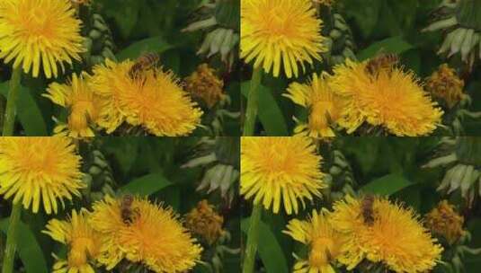 蜜蜂在黄色的蒲公英花朵上采蜜高清在线视频素材下载