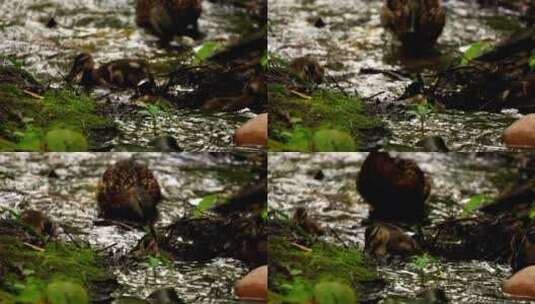 小鸭子在森林的小溪里散步高清在线视频素材下载