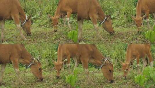 两只牛在吃草高清在线视频素材下载