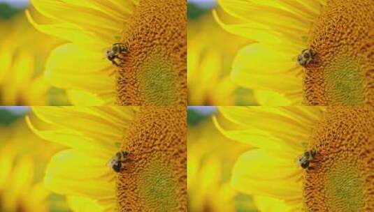 向日葵花瓣上的蜜蜂工作特写高清在线视频素材下载