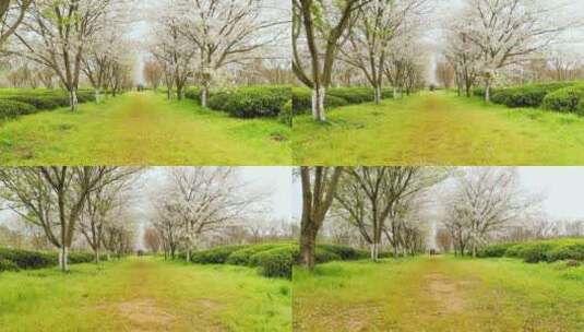 茶园里的樱花树高清在线视频素材下载