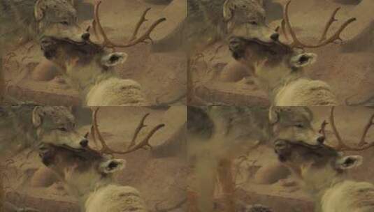麋鹿驯鹿捕猎动物标本模型高清在线视频素材下载