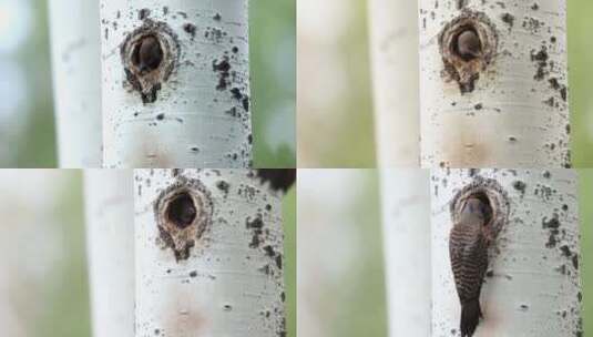 树洞鸟巢中幼鸟高清在线视频素材下载