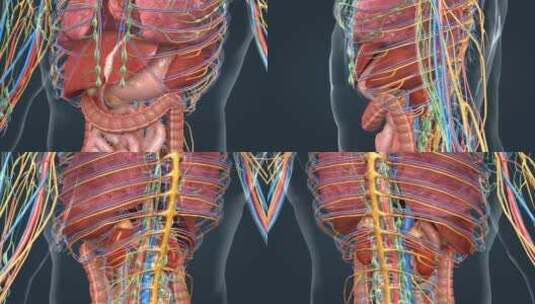 3D医学人体解剖肺脏肝胆心脏肠胃人体奥秘高清在线视频素材下载