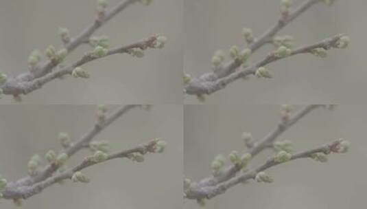 春天小区里的新绿LOG高清在线视频素材下载