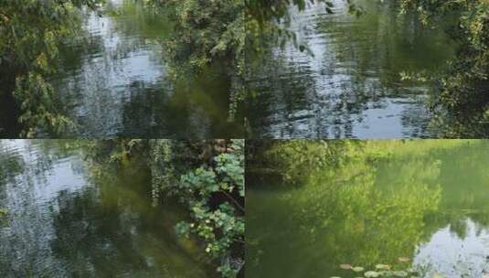 杭州湿地美景高清在线视频素材下载