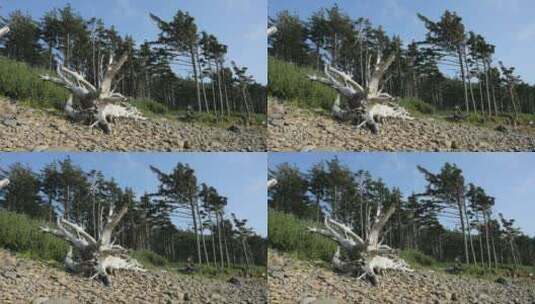 海岸的枯树根高清在线视频素材下载