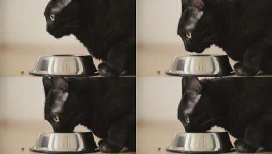 吃食物的黑猫特写镜头高清在线视频素材下载