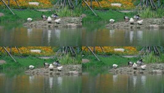 4K升格实拍公园里河岸上放养的鸭子和鹅高清在线视频素材下载