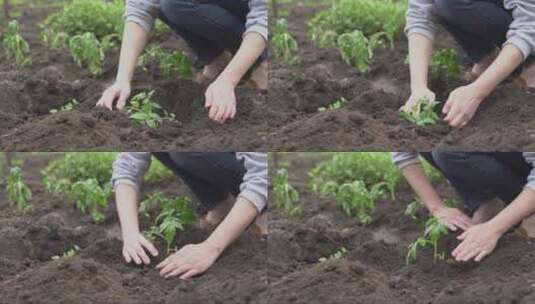 女子在菜园中种植蔬菜高清在线视频素材下载