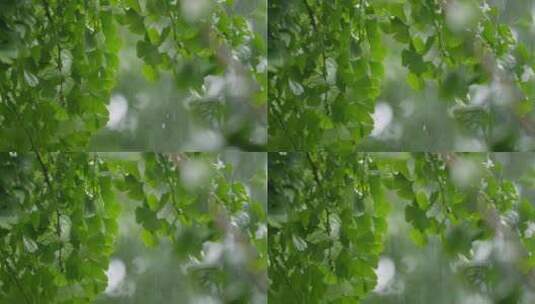 雨中银杏叶高清在线视频素材下载