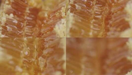 野生新鲜蜂蜜蜂巢特写高清在线视频素材下载