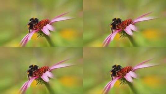 春日里花朵上的蜜蜂高清在线视频素材下载