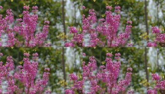 树林中盛开的紫色花朵高清在线视频素材下载