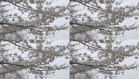 樱花 唯美 花卉高清在线视频素材下载