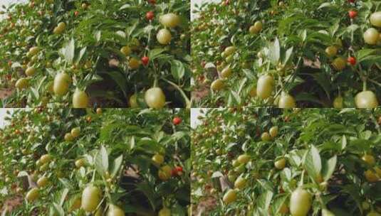 盆栽的辣椒46高清在线视频素材下载