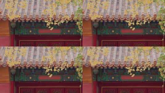 8k实拍北京故宫紫禁城秋色高清在线视频素材下载
