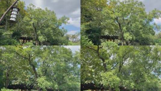 4k 仰视阳光树林自然风光高清在线视频素材下载