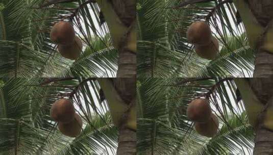 树上的椰子高清在线视频素材下载
