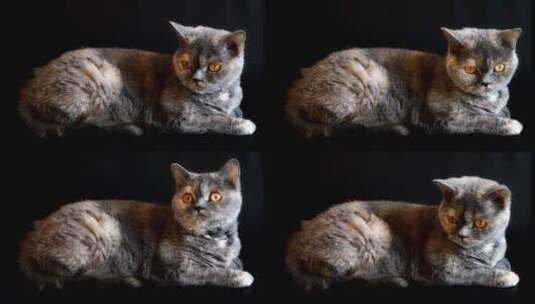 猫 俏皮的猫高清在线视频素材下载