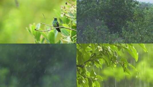 【空镜合集】雨天的森林雨水拍打在叶子上高清在线视频素材下载