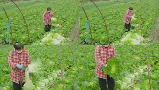 大白菜种植高清在线视频素材下载