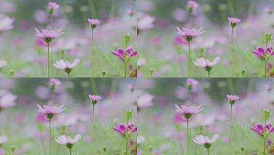 【8K】花和蜜蜂高清在线视频素材下载