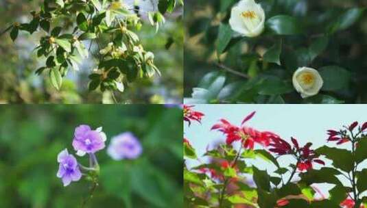 广州天河华南植物园山茶花合集高清在线视频素材下载