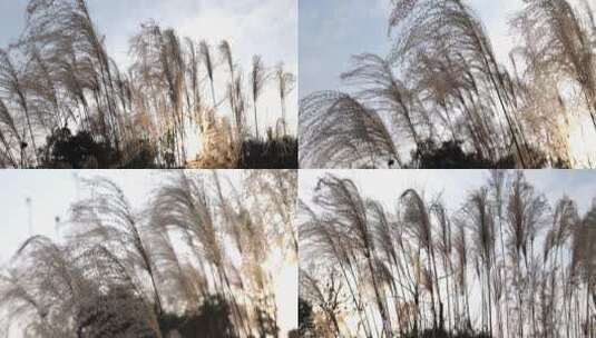 冬日微风下的唯美芦苇草美景景色4K合辑高清在线视频素材下载