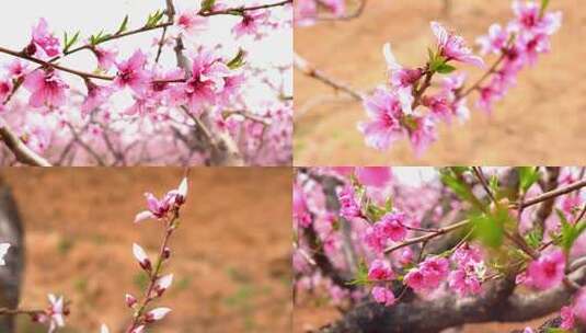 桃花开 桃树 桃花盛开 特写 粉色的花高清在线视频素材下载
