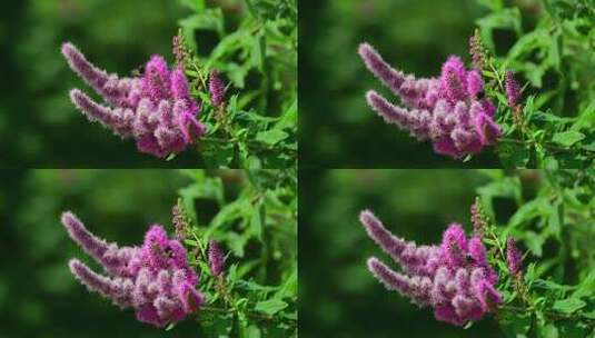 美丽的粉红色花朵和花间蜜蜂高清在线视频素材下载