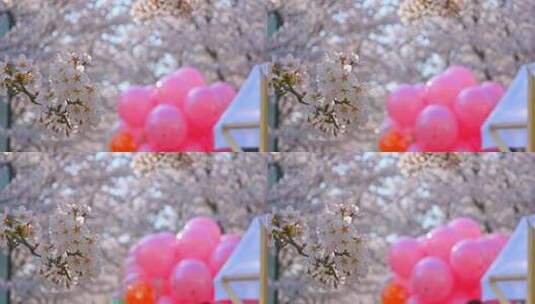 春天盛开的樱花树花朵随风摇曳高清在线视频素材下载