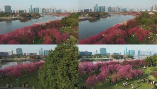 义乌江滨城市梅光风光航拍 合集高清在线视频素材下载