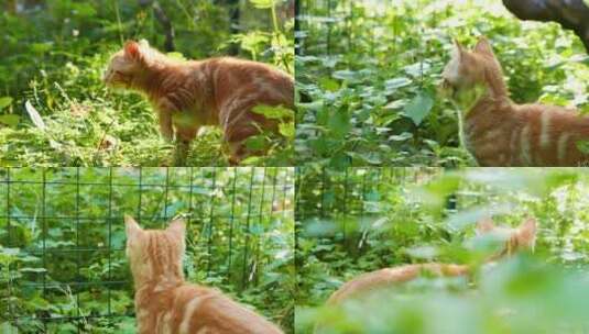 春天草丛里的小橘猫在玩耍4k视频素材高清在线视频素材下载