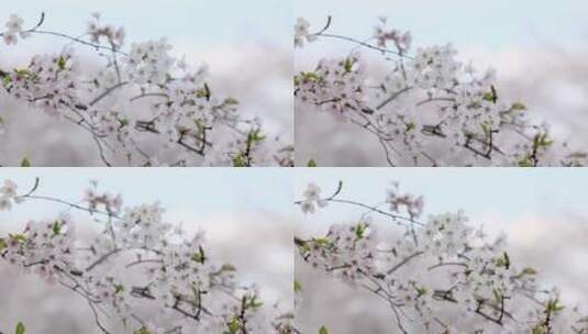 樱花空镜-天空背景-11高清在线视频素材下载