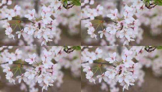 樱花（蜜蜂）-18高清在线视频素材下载