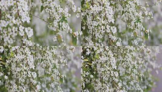 春天雪柳花白色小花满枝盛开高清在线视频素材下载