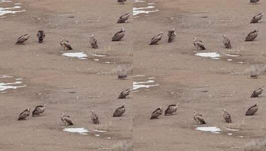 大草原上的秃鹫高清在线视频素材下载