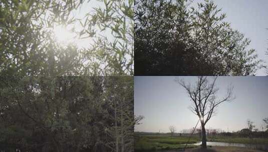 太阳透过缝隙 树林 树木 大树 绿色 植物高清在线视频素材下载