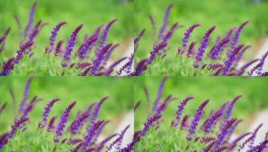 4K植物素材——鼠尾草高清在线视频素材下载
