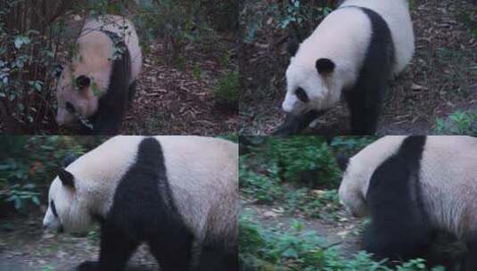 大熊猫的精彩画面高清在线视频素材下载