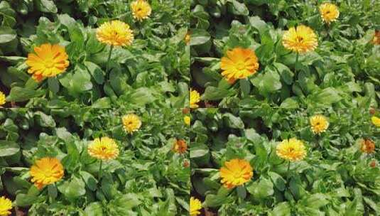 鲜花花朵植物盛开实拍高清在线视频素材下载