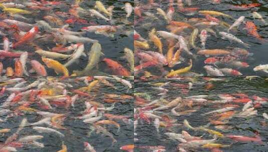 池塘里的鱼在抢食高清在线视频素材下载