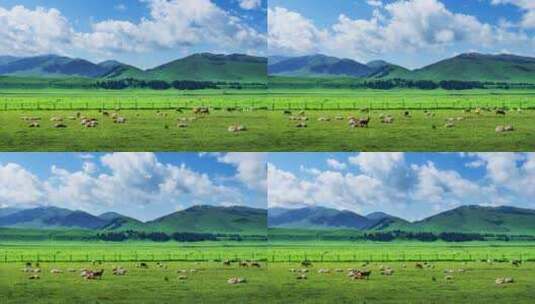 大草原羊吃草延时高清在线视频素材下载