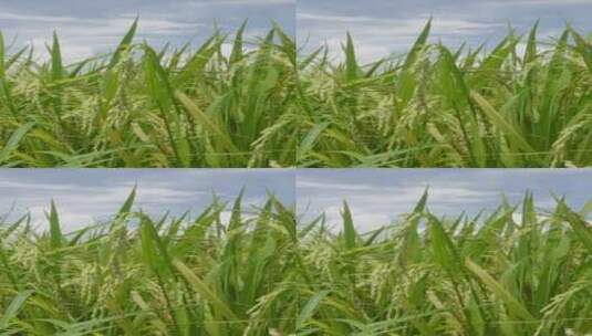 水稻稻穗农村农作物丰收特写高清在线视频素材下载