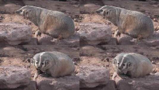 一只北美獾高清在线视频素材下载