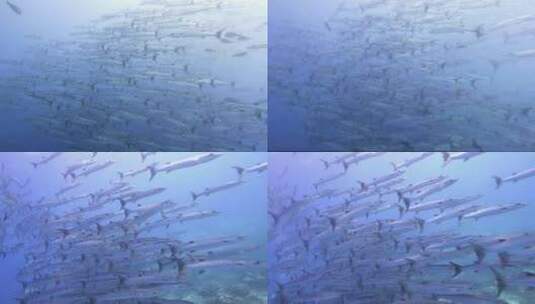 海底鱼群海底世界高清在线视频素材下载